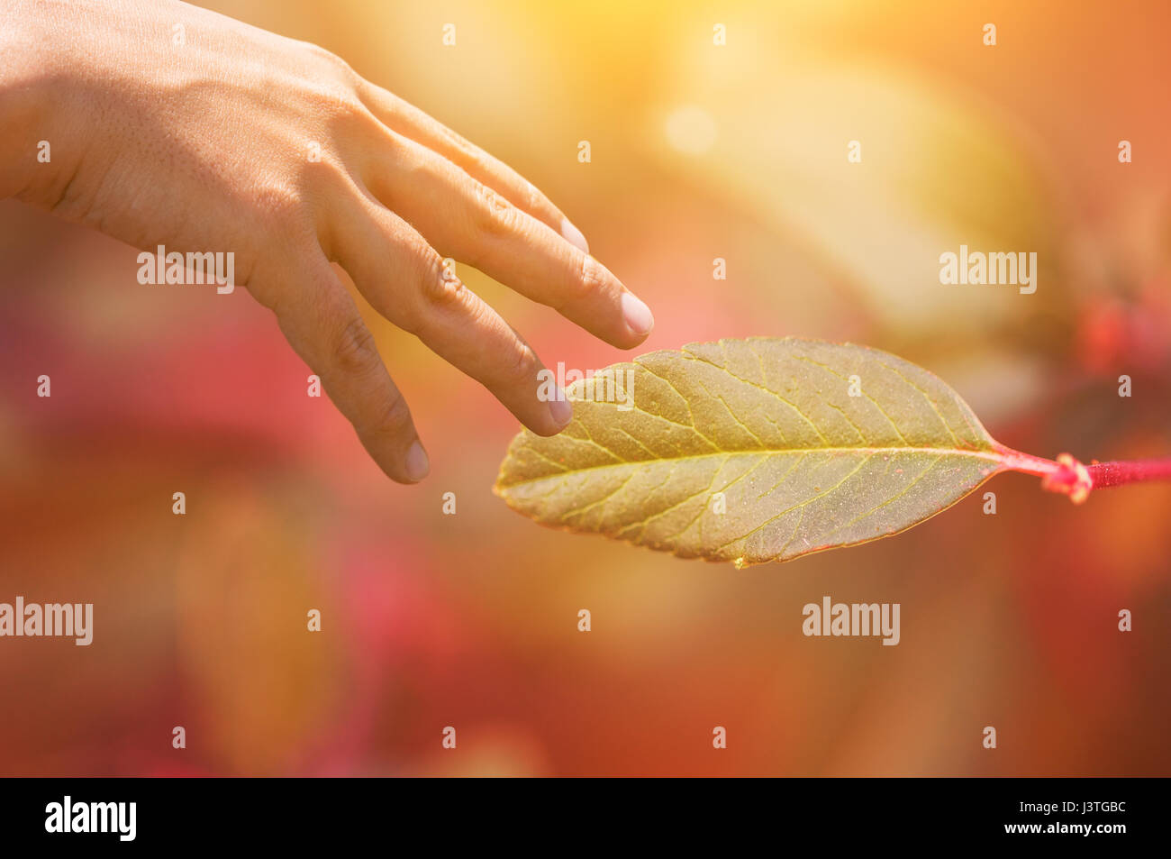 weibliche Hände berühren, grüne Blätter Baum Stockfoto