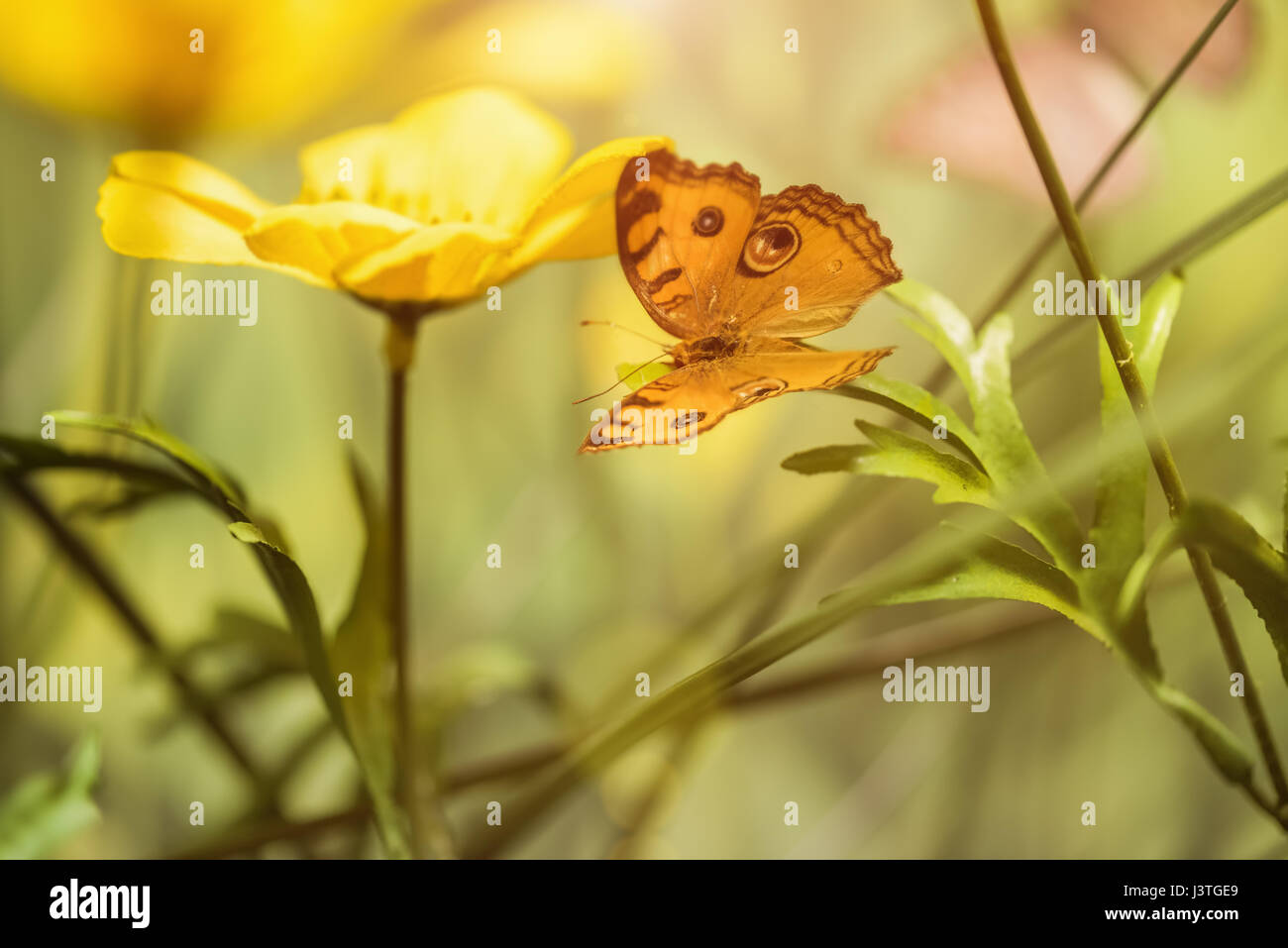 Schmetterling auf gelben Blüten Stockfoto