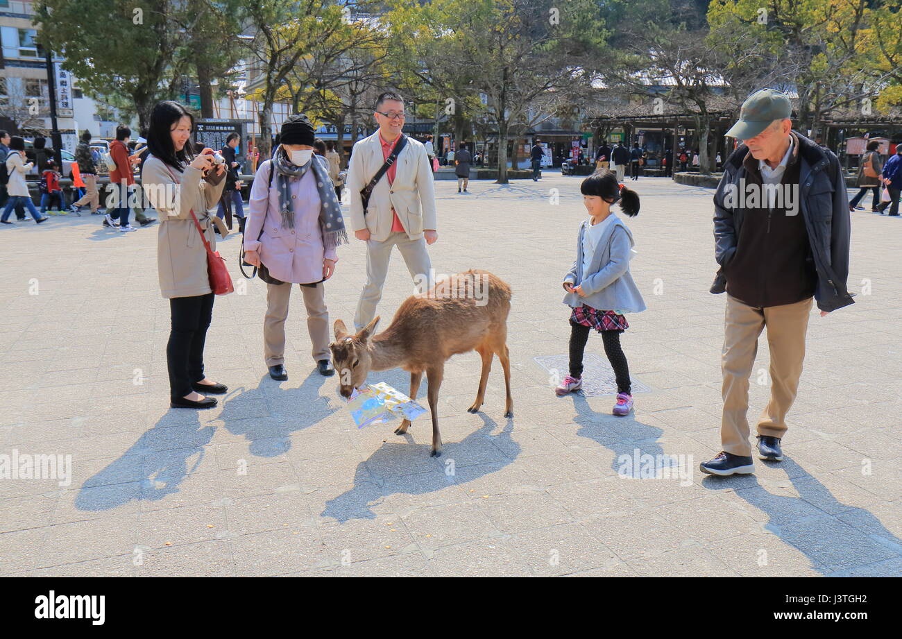 Die Menschen sehen Hirsche Essen Touristenkarte in Miyajima in Hiroshima Japan. Miyajima ist berühmt für Itsukushima-Schrein. Stockfoto