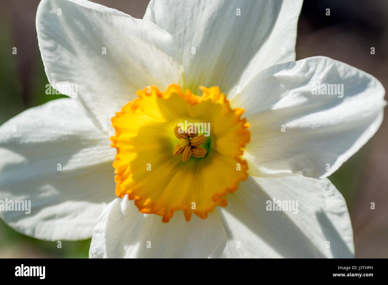 Narzisse hautnah Stockfoto