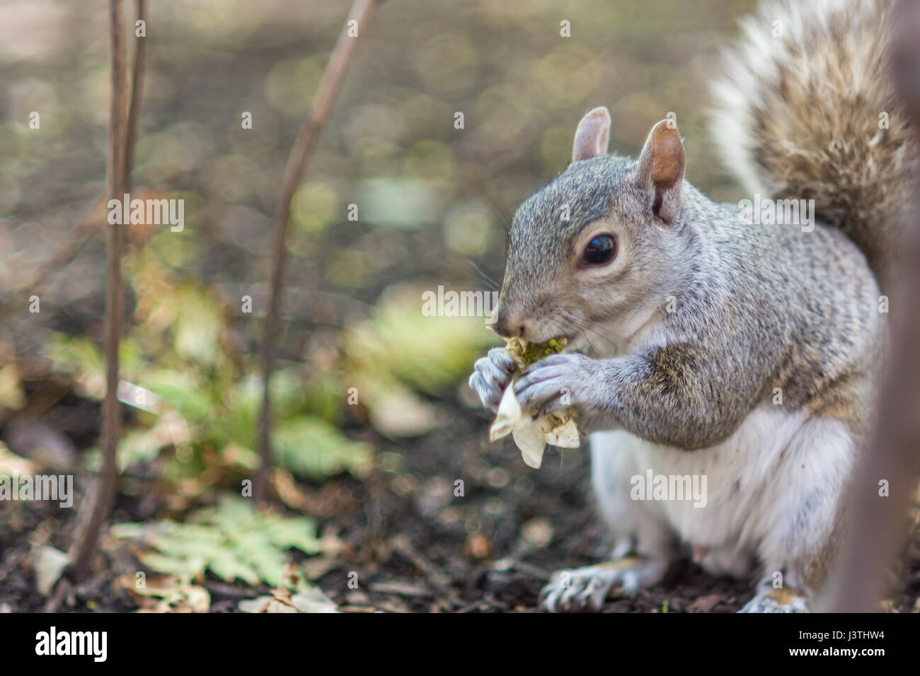 Eichhörnchen Essen im park Stockfoto