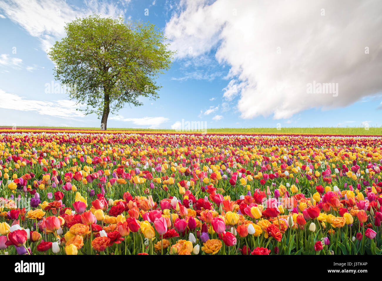 Frühlingslandschaft mit bunten Blumen Stockfoto