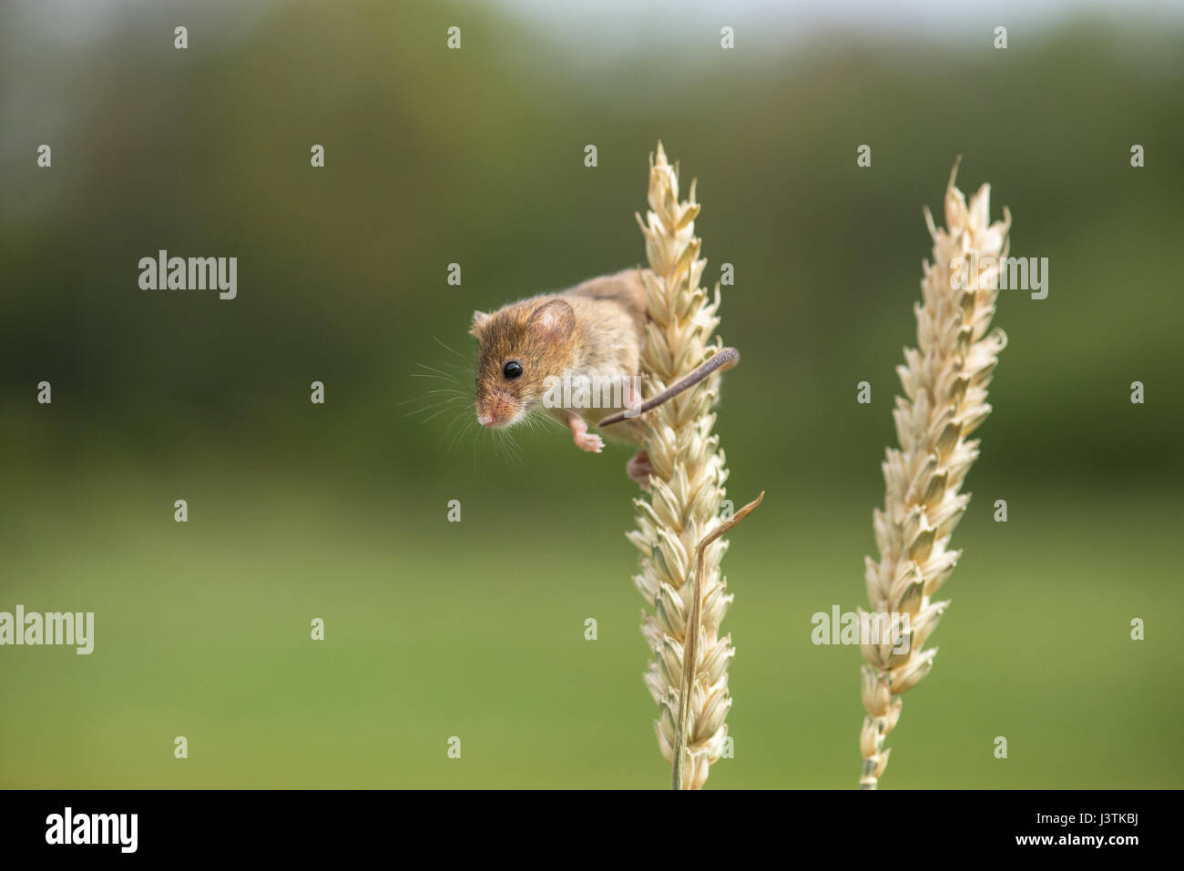 Zwergmaus (Micromys Minutus) auf Weizen Stiele. Die Maus setzt auf Greifschwanz für Gleichgewicht. Stockfoto