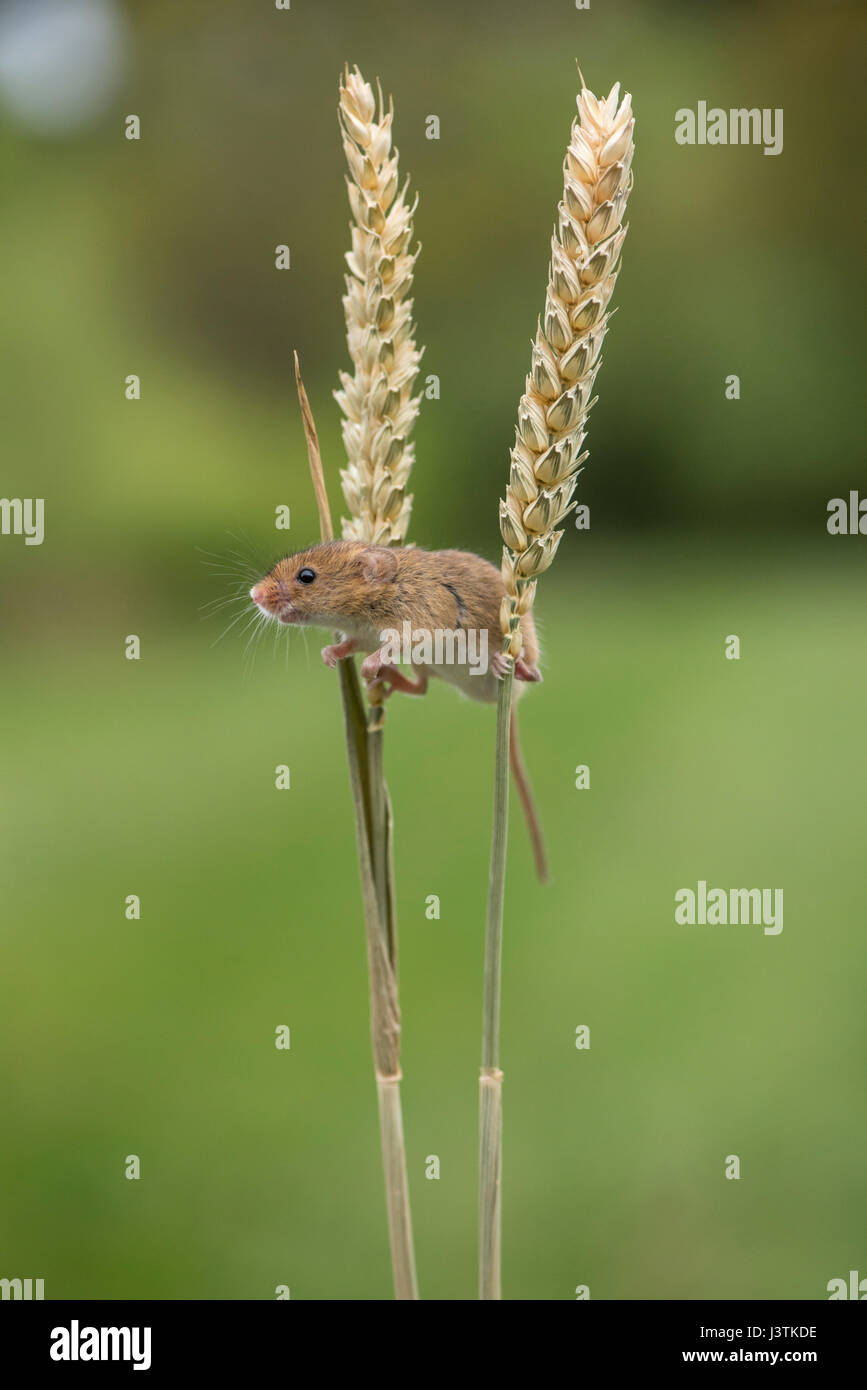 Zwergmaus (Micromys Minutus) auf Weizen Stiele. Die Maus setzt auf