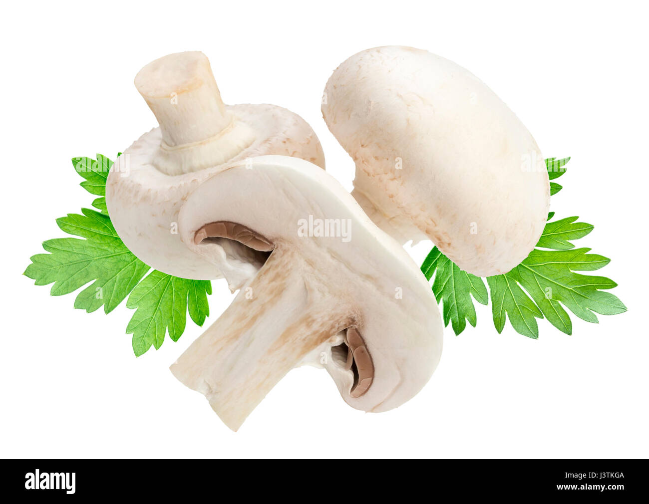 Champignon Pilz isoliert auf weißem Hintergrund Stockfoto