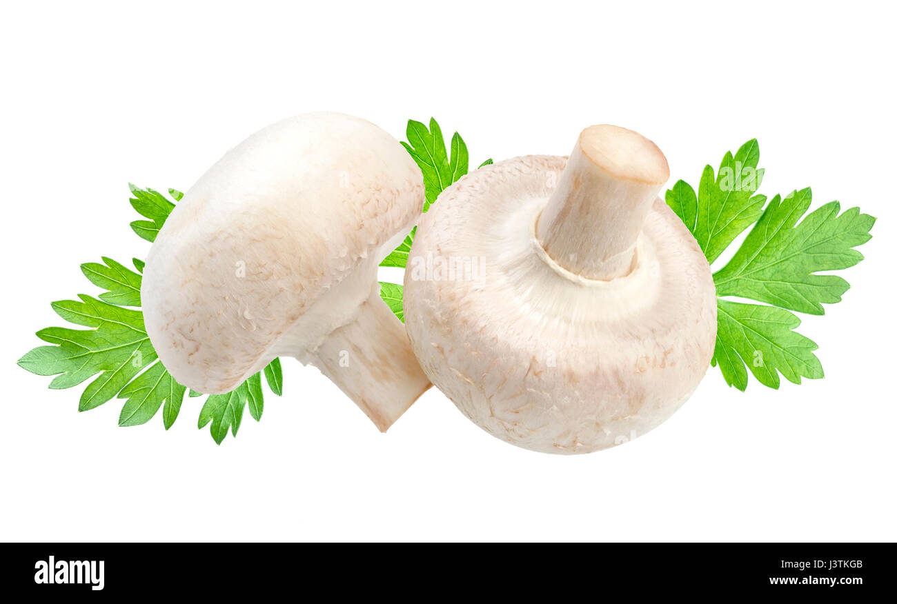 Champignon Pilz isoliert auf weißem Hintergrund Stockfoto