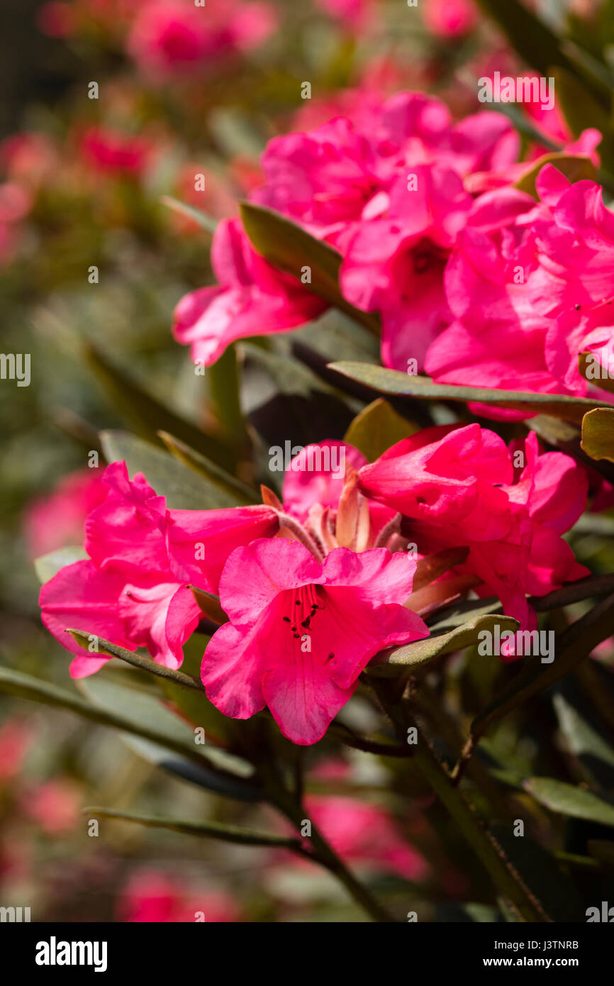 Roten Sprng Blumen winterhart immergrüner Strauch, Rhododendron Yakushimanum "Winsome" Stockfoto