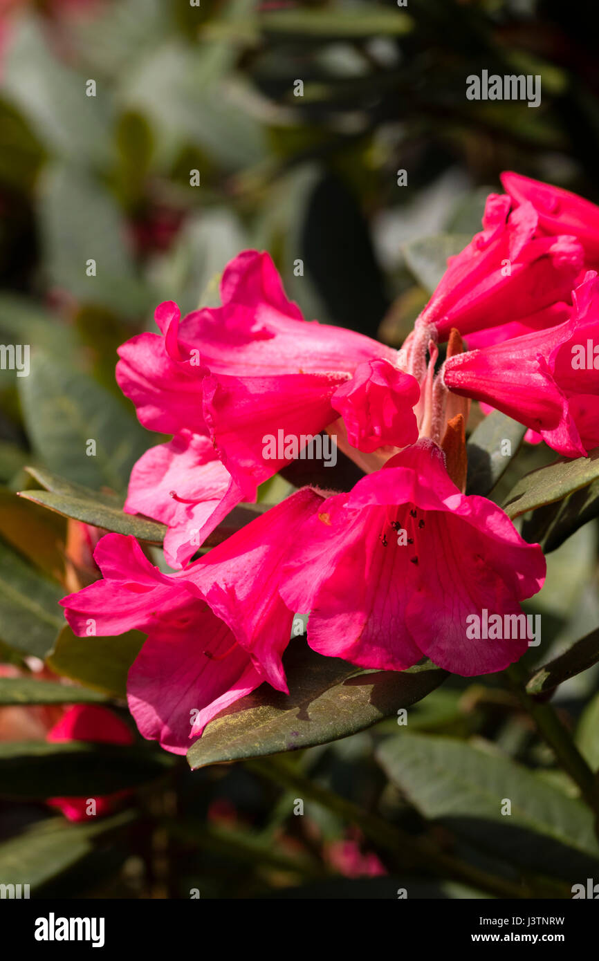 Roten Sprng Blumen winterhart immergrüner Strauch, Rhododendron Yakushimanum "Winsome" Stockfoto