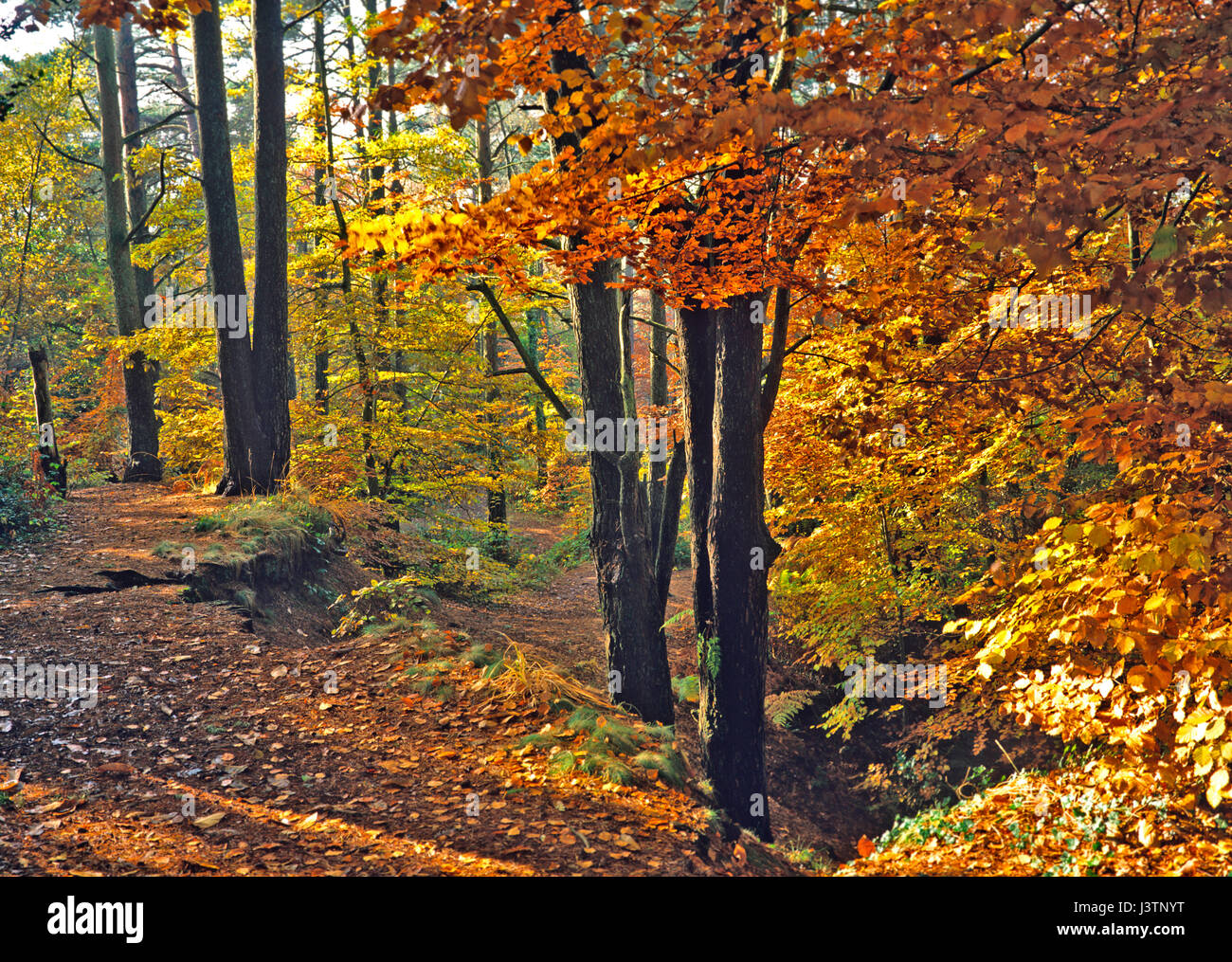 Englischen Wald in herrlicher Herbst Farben Stockfoto