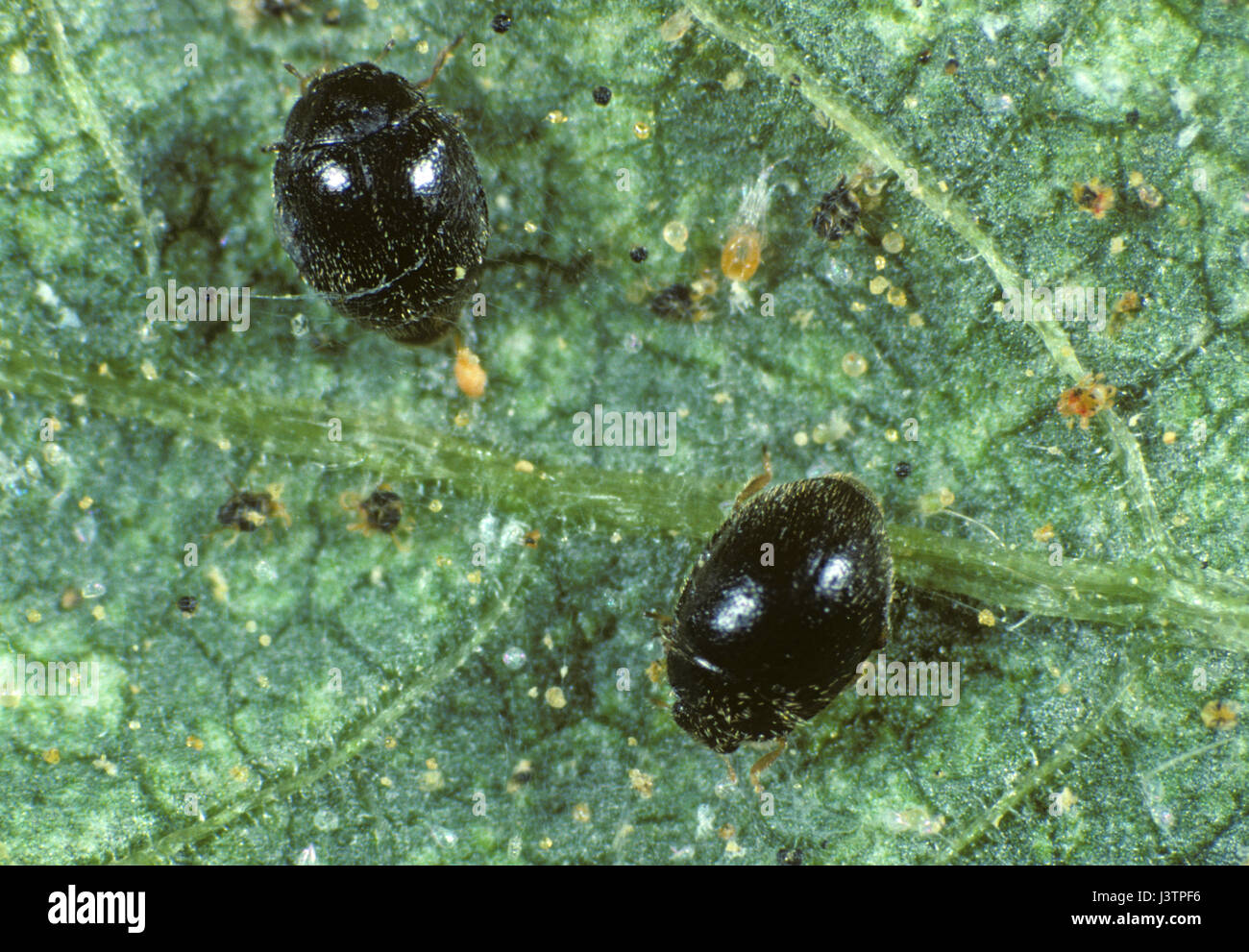 Minute schwarz Marienkäfer, Stethorus Punctillium, eine kleine biologische Schädlingsbekämpfung Insekt Jagd auf zwei-spotted Spinnmilben Stockfoto