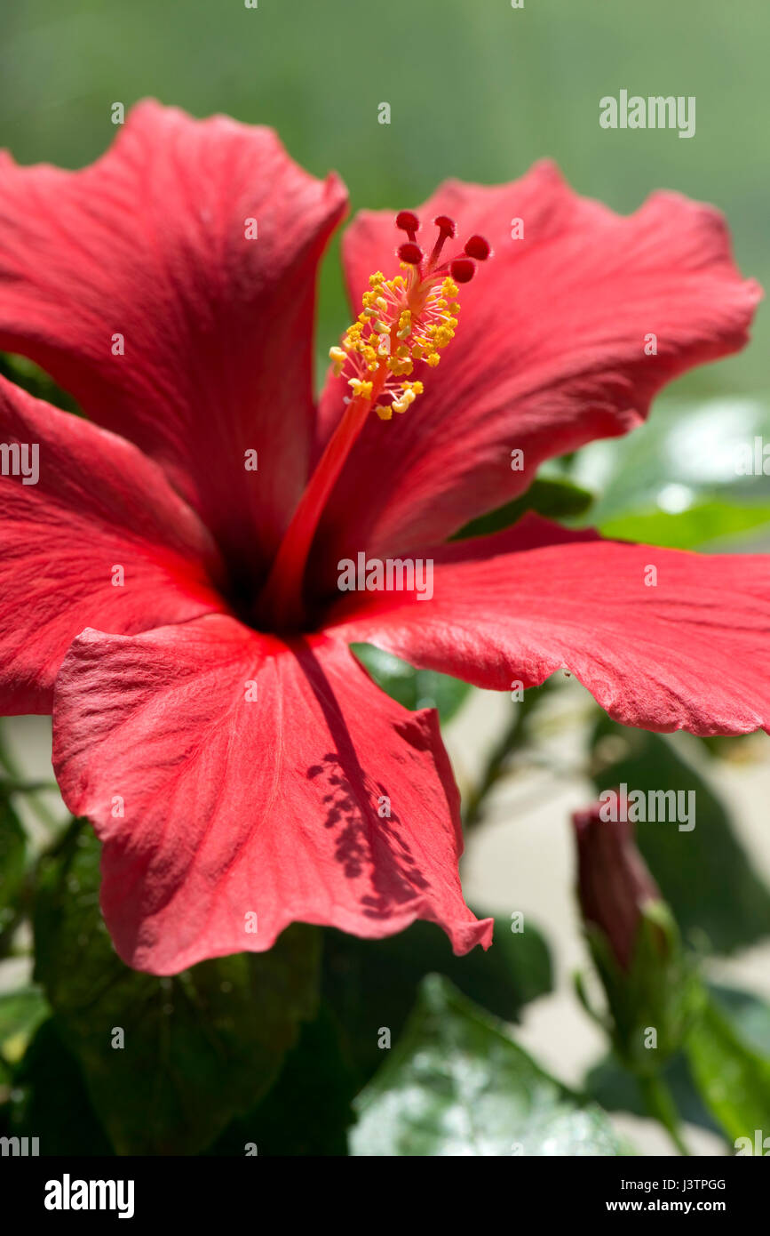 Rote Blume Hibiscus Rosa-Sinensis oder Eibisch mit geöffneten Blütenblätter und ausgeprägte Stempel Supporrting Stile, Stigmatisierung und Filamente mit Staubbeutel Stockfoto