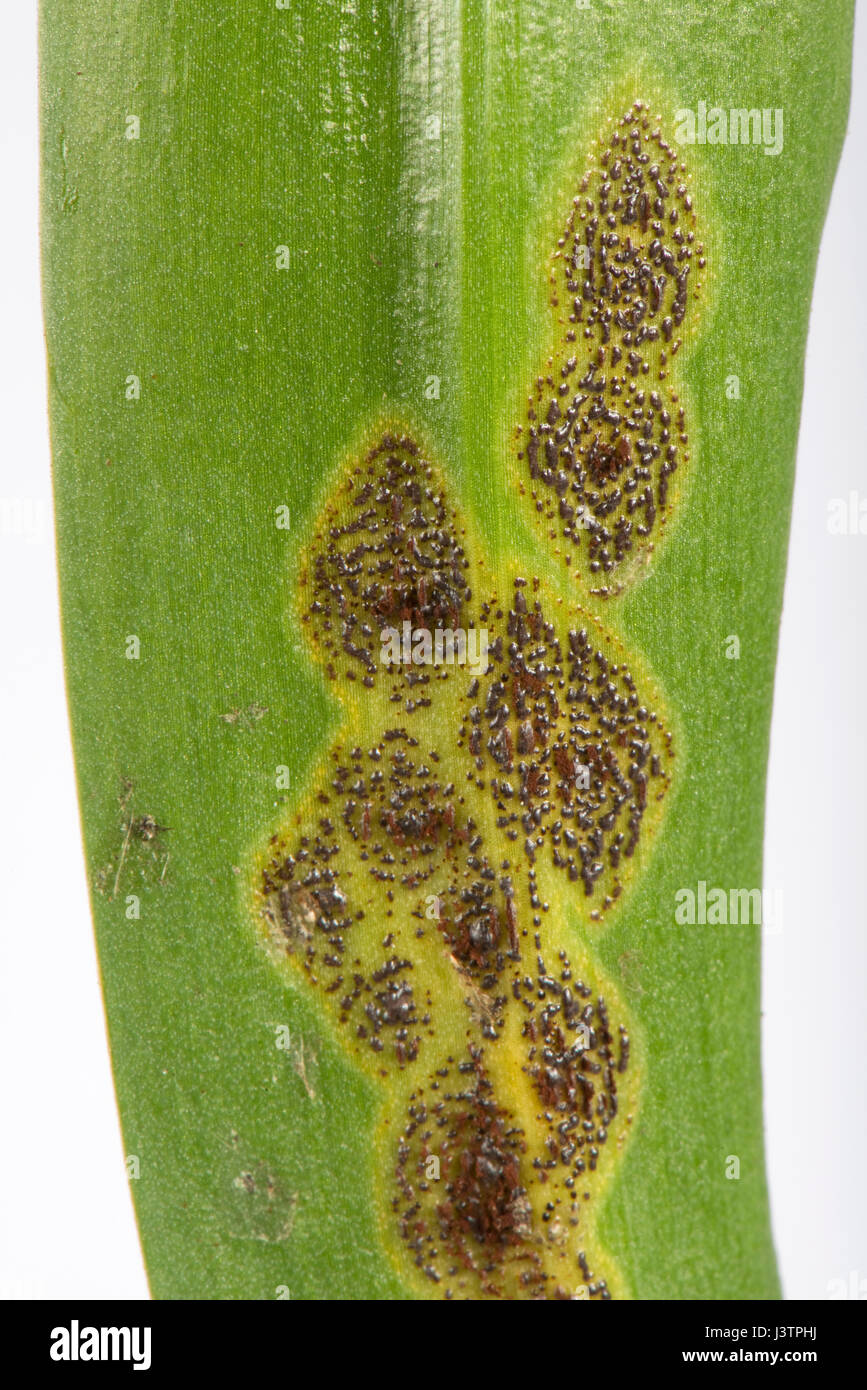 Bluebell Rost, Uromyces Muscari, Krankheitsbereiche Pusteln chloritic mit braunen schwarzen Flecken auf den Blättern von spanischen Glockenblumen in Blüte. Stockfoto
