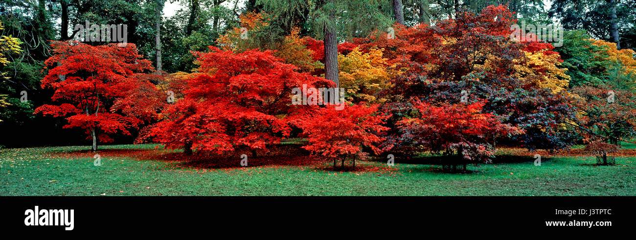 Ein Panorama der Herbst Farben im Westonbirt Arboretum Stockfoto