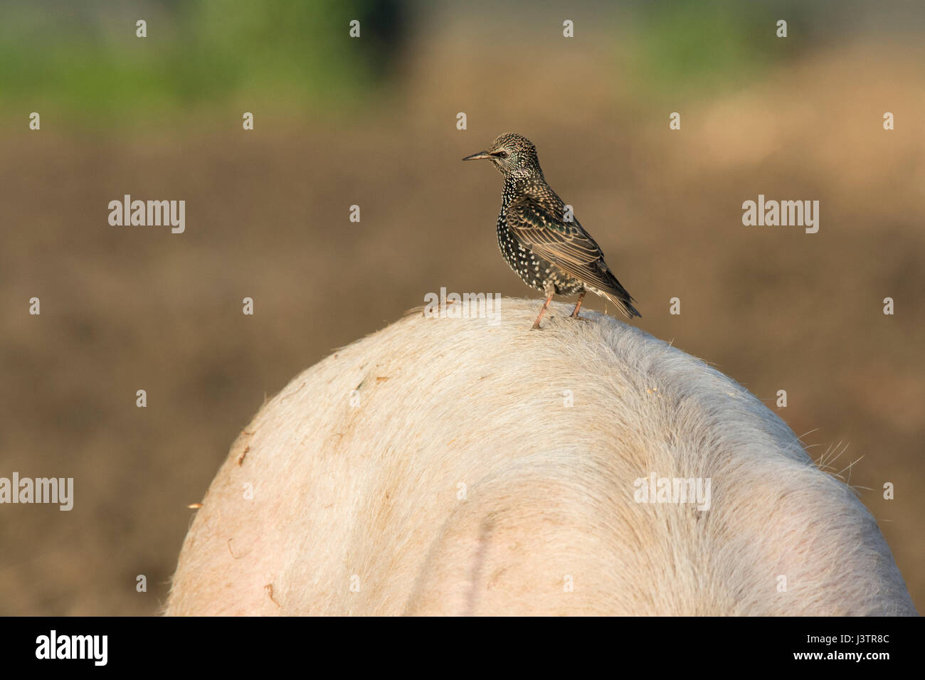 Stare Sturnus Vulgarus auf Rückseite Schweinemast auf Zecken aus tierischen North Norfolk winter Stockfoto