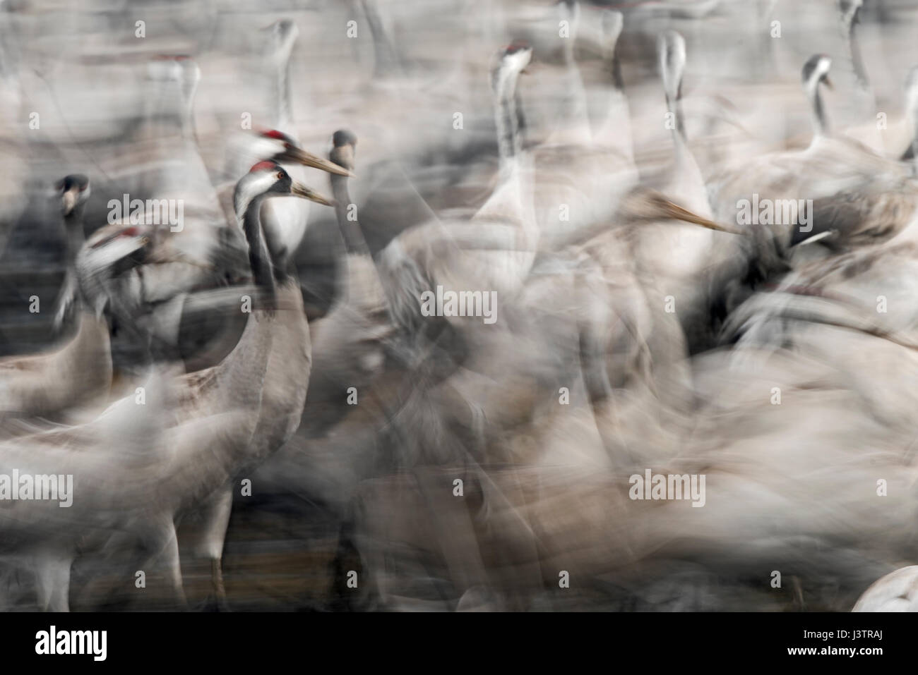 Gemeinsamen Kraniche Grus Grus, Überwinterung im Hula Lake Park, Hula Tal Nordisrael.  Bauern verteilt 8 Tonnen Mais pro Tag auf das Moor zu halten Stockfoto