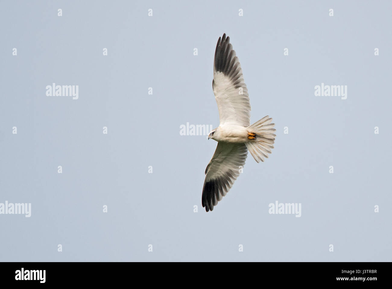 Schwarz-geschultert Drachen Elanus Axillaris Hula Reserve Nordisrael Stockfoto