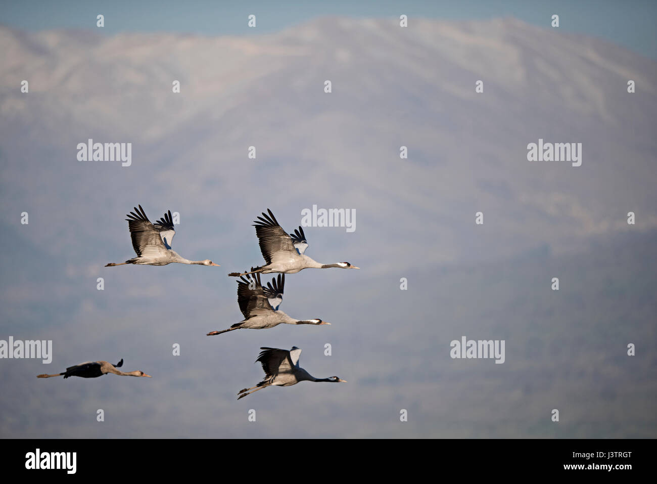 Gemeinsamen Kraniche Grus Grus, Überwinterung im Hula Lake Park, Hula Tal Nordisrael.  Bauern verteilt 8 Tonnen Mais pro Tag auf das Moor zu halten Stockfoto