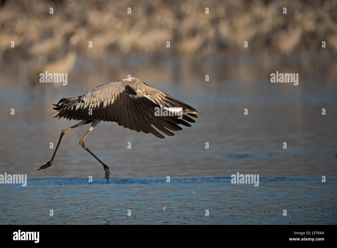 Kraniche, Grus Grus, Überwinterung im Hula Lake Park, im hebräischen bekannt als Agamon HaHula in Nordisrael das Hula-Tal.  Bauern verteilt 8 Tonnen Stockfoto