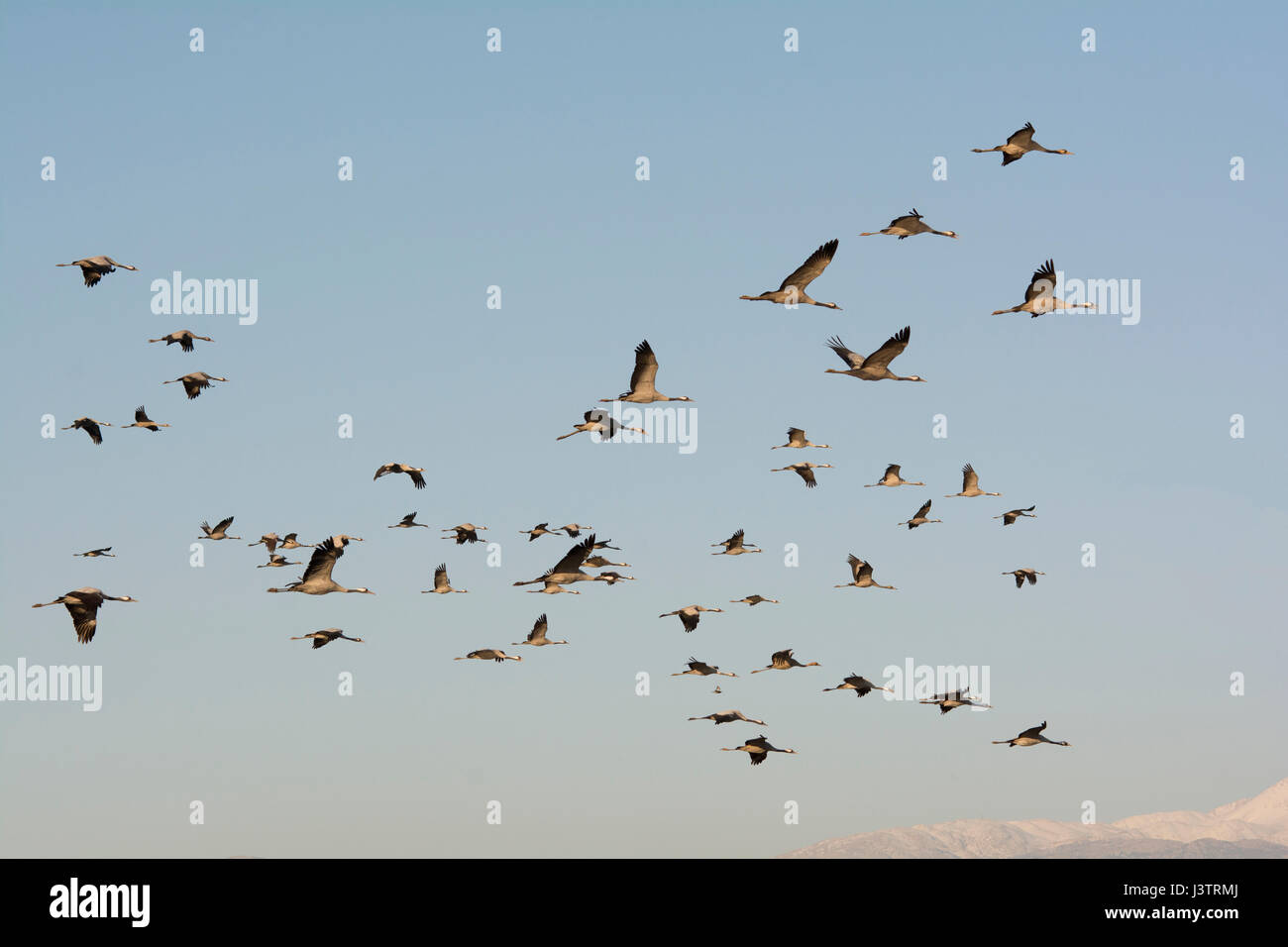 Gemeinsamen Kraniche Grus Grus, Überwinterung im Hula Lake Park, Hula Tal Nordisrael.  Bauern verteilt 8 Tonnen Mais pro Tag auf das Moor zu halten Stockfoto