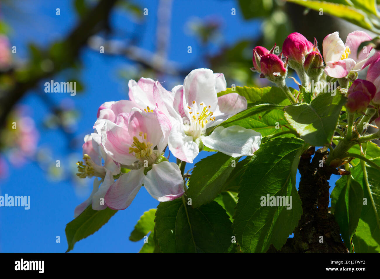 Apfelblüte im Mitte Frühling an einem kleinen Baum in einem Garten in Irland mit Bienen Stockfoto