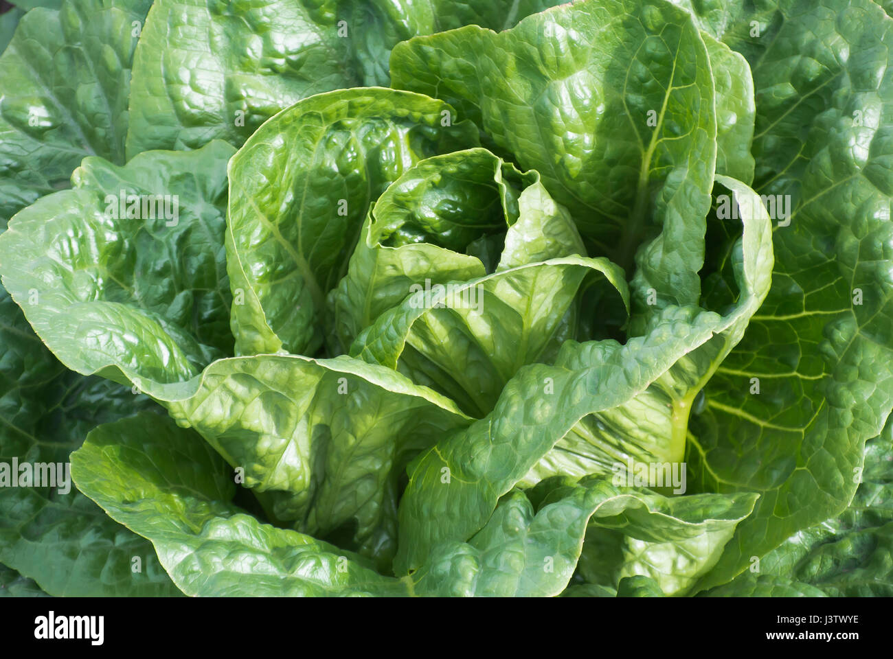 Nahaufnahme des Kopfes der Salat wächst im Bereich Stockfoto