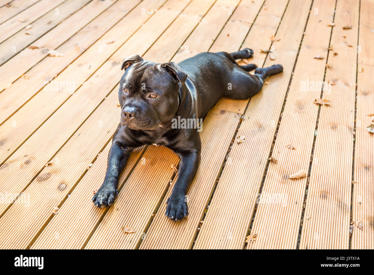 Ein hübscher schwarzer Staffordshire Bull Terrier Hund auf Holzterrassen liegen. sein Fell glänzt, er ist kein Halsband tragen. Stockfoto