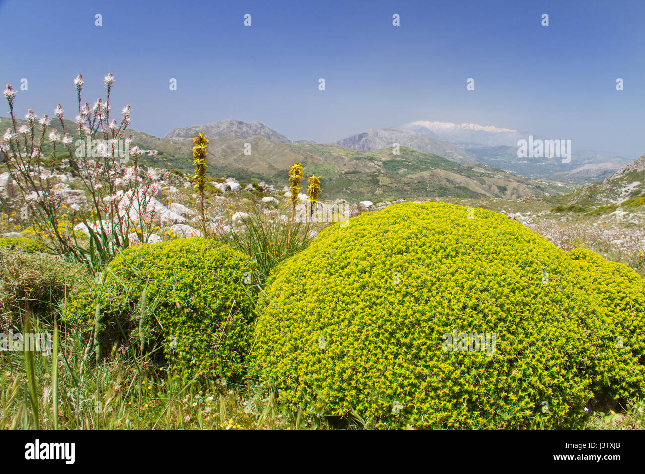 Griechischen stachelige Wolfsmilch, gelbe Asphodel und hohlen Stängel Asphodel in den Bergen von Kreta, im Hintergrund Schnee bedeckten Berggipfeln Stockfoto