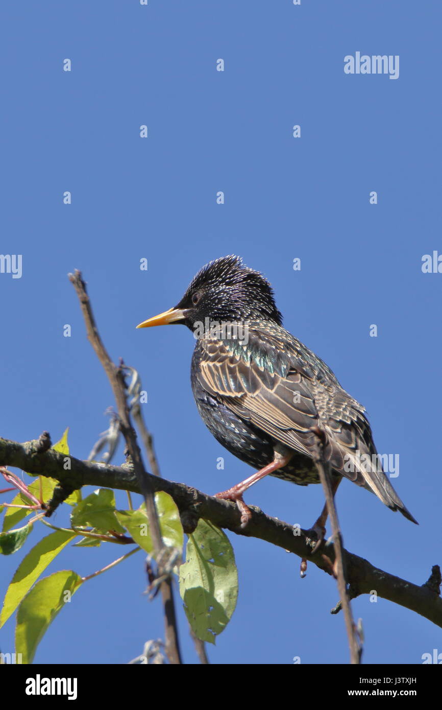 Starling, Sturnus vulgaris, in der Frühlingssonne, Großbritannien Stockfoto