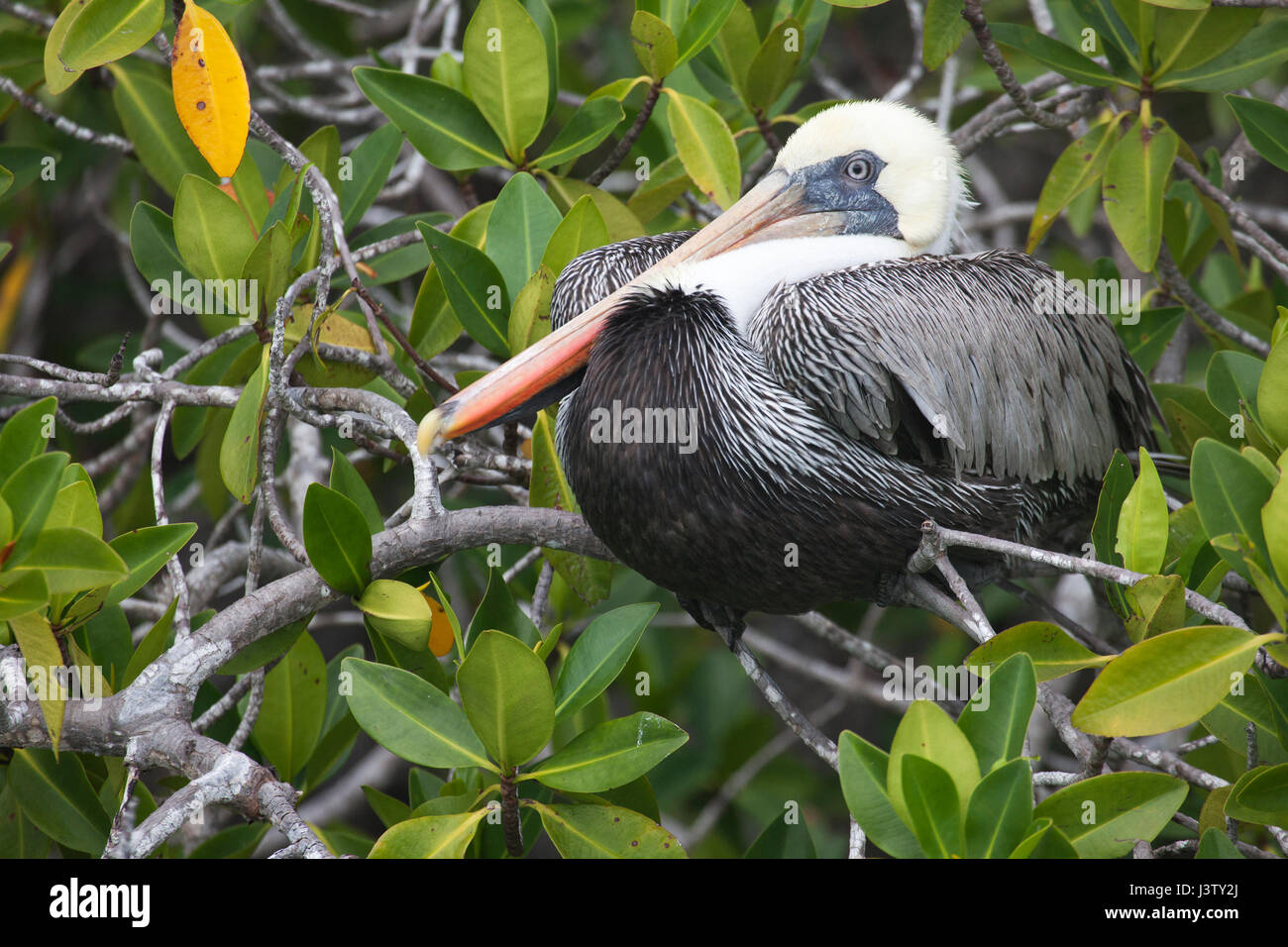 Braunpelikan (Pelecanus occidentalis) Rastplätze in Mangrove Tree in küstennahen Feuchtgebiet Stockfoto