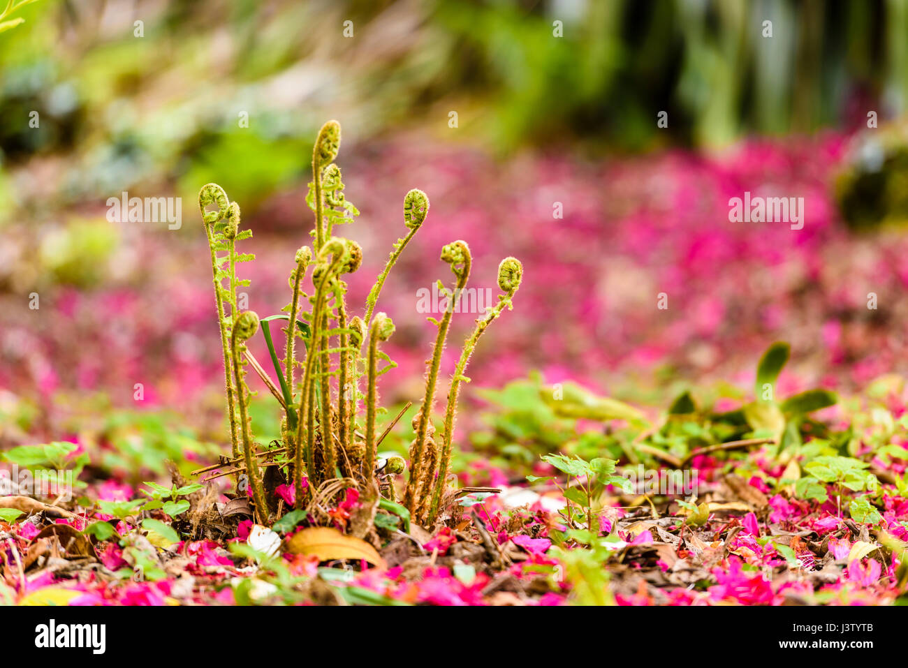 Rosa Rhododendron Blütenblätter auf den Boden rund um Farne wachsen in einem Wald liegen. Stockfoto