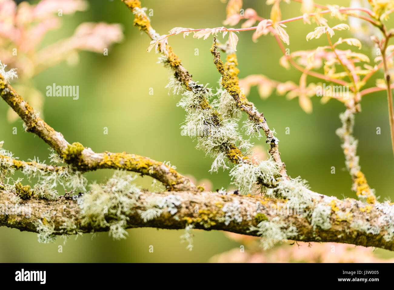 Knorpel Flechten wachsen auf den Ästen eines Baumes. Stockfoto