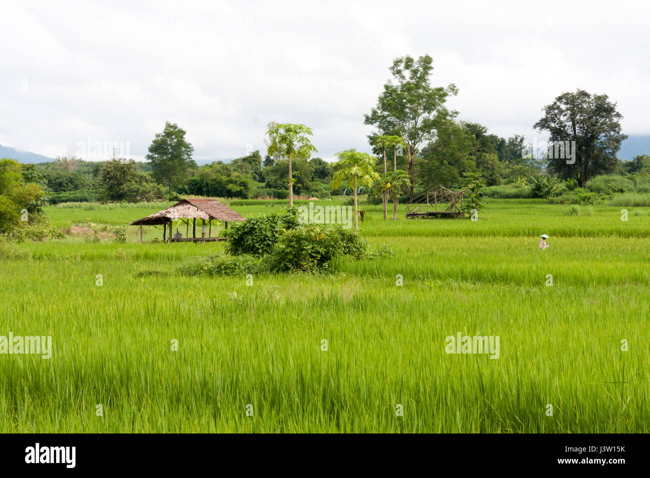 Reisfelder in Nordthailand Stockfoto