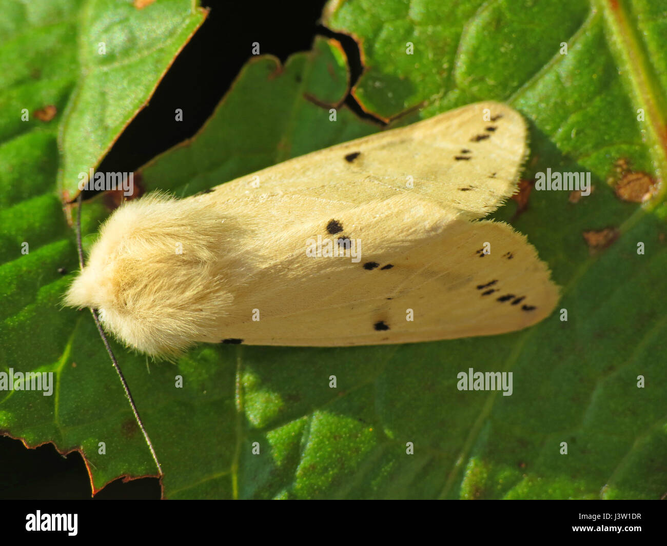 Weiße Hermelin Motte Stockfoto