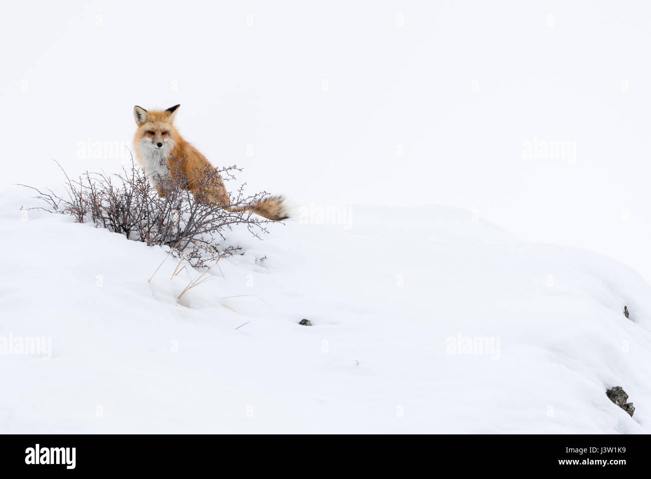 Rotfuchs (Vulpes Vulpes Fulva) im Winter, sitzen im Schnee auf einem Hügel sehen, spähen, Yellowstone-Nationalpark, Wyoming, USA. Stockfoto