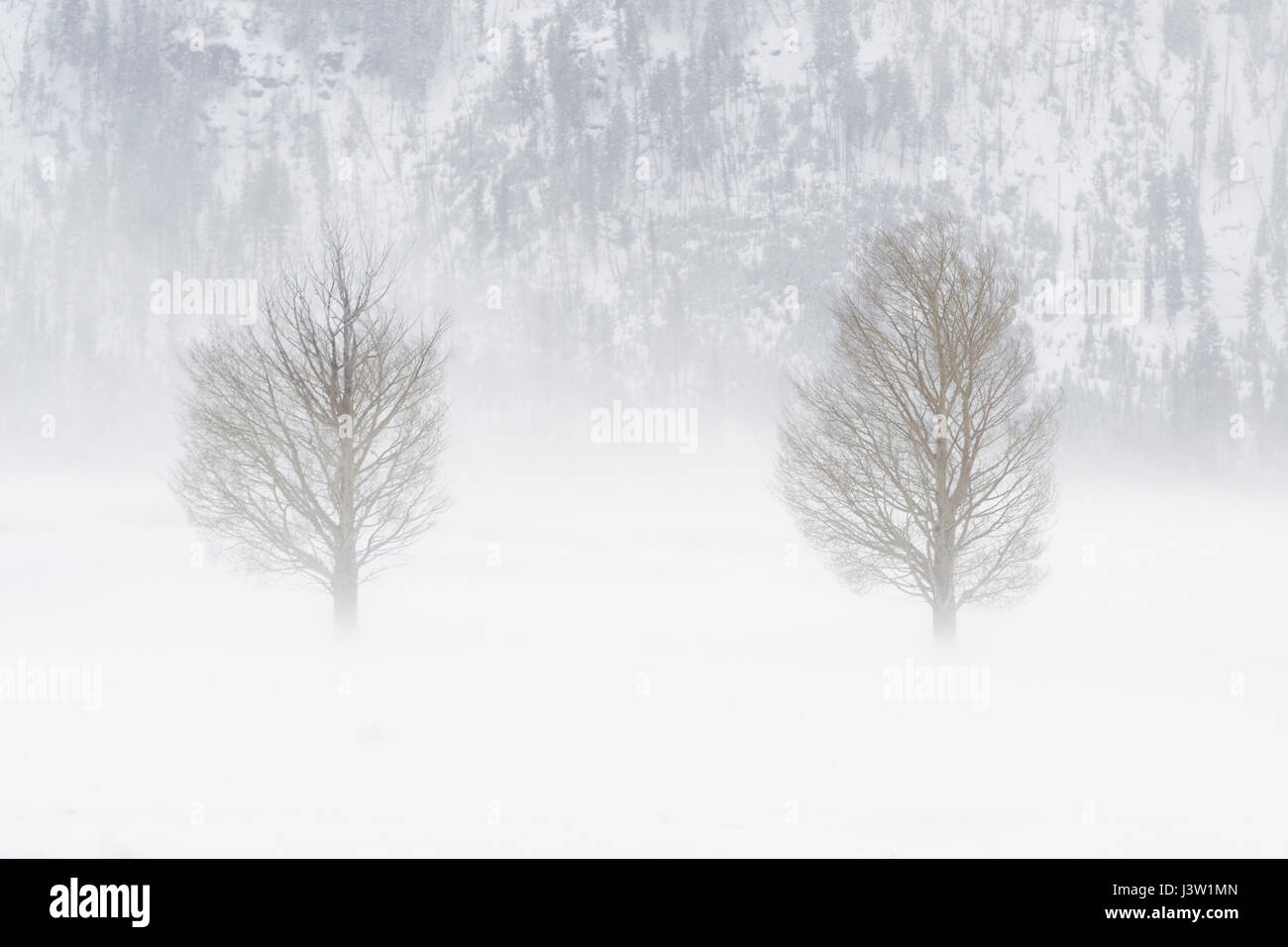 Bäume schlagen von einem Schneesturm in ordentlichen Schneesturm, starke Winde Strahlen Schnee durch Lamar Valley, harte, harten winterlichen Witterung, Yellowstone NP. Stockfoto