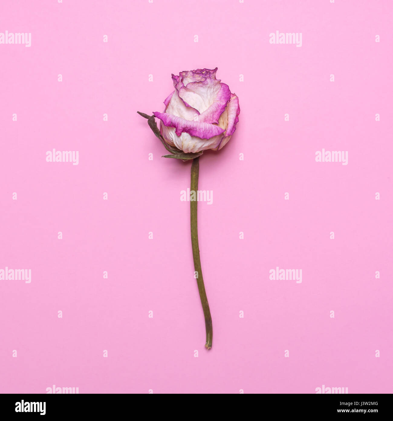 Weiß-rosa trocken Rose auf einem rosa Hintergrund. Flach legen, Top Aussicht Blume. Stockfoto