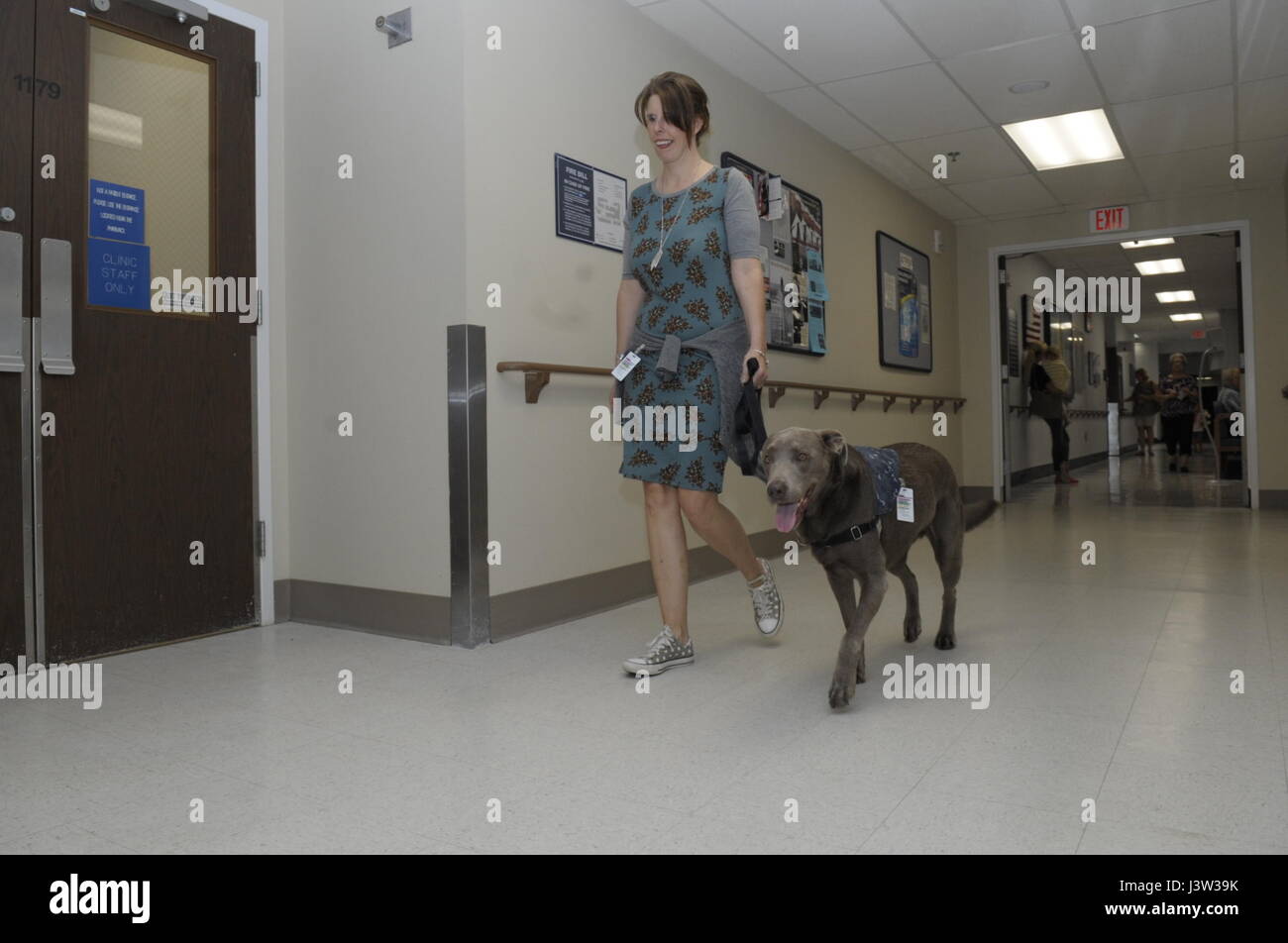 CORPUS CHRISTI, Texas - Honorary Lt. Finley Lewis, Naval Health Clinic Corpus Christi Anlage Hund und seinem Führer, Pamela Lewis.  Jeden Werktag, außer dienstags und donnerstags, wenn er besondere Freiheit genießt, berichtet Finley um zu arbeiten.  Seine gezielte Gang während der Anlage Flure patrouillieren zeigt seinen stolz auf die Arbeit so gut wie seine Weste Navy arbeiten einheitliche (NWU) komplett mit Leutnant Bars, Befehl I.D. Abzeichen und Rufzeichen, "Happy-Macher". (US Navy Foto von William Liebe/freigegeben) 170417-N-KF478-545 Stockfoto