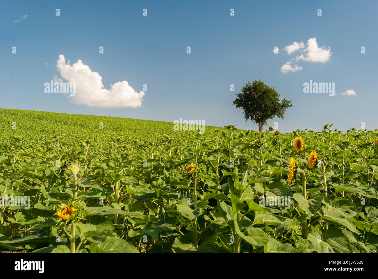 Grüne Hügel mit Sonnenblumen-Bauernhof in den Marken (Italien) Stockfoto