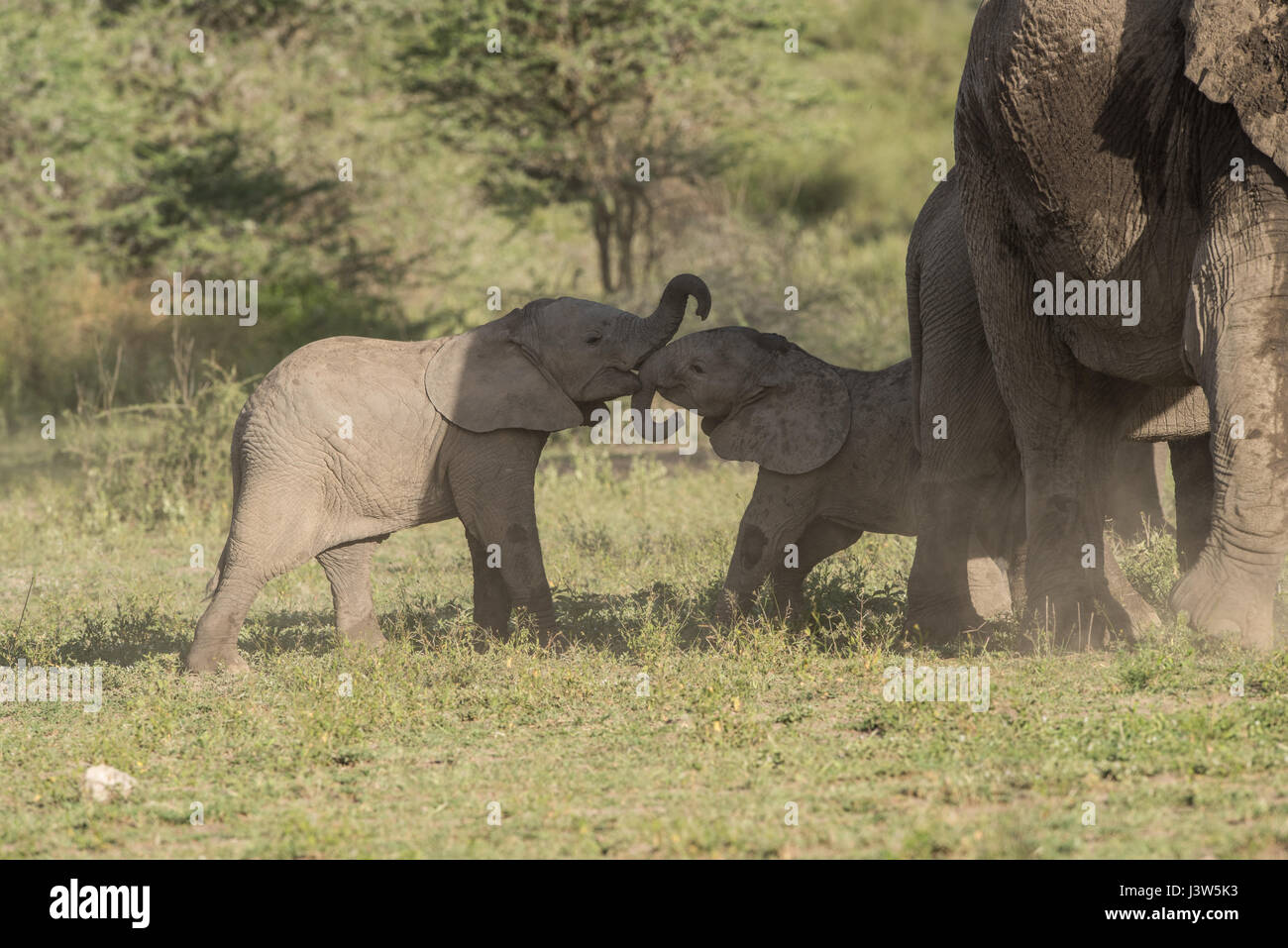 Baby-Elefanten spielen, Tansania Stockfoto