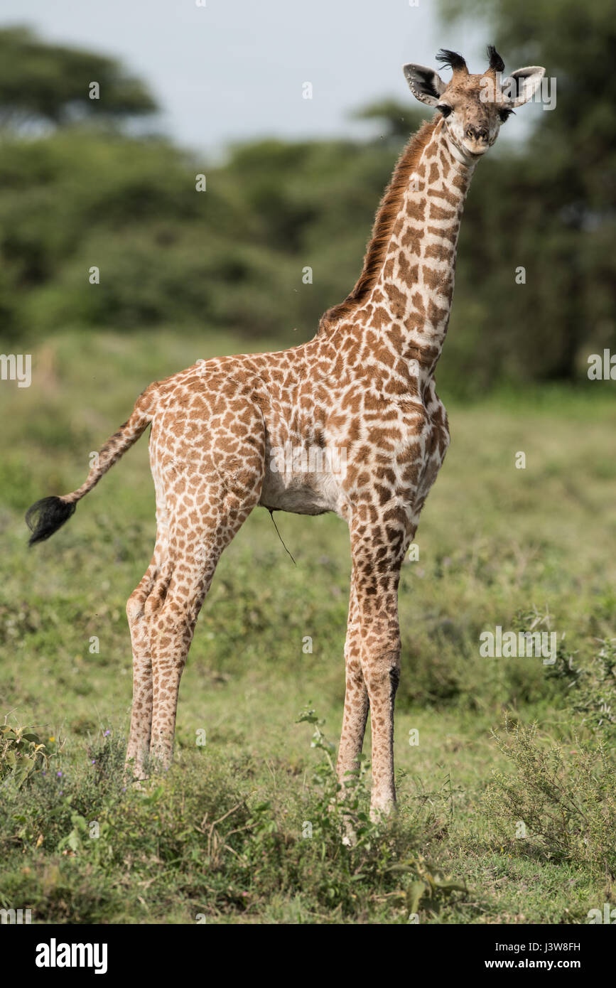 Baby-Giraffe, Tansania Stockfoto