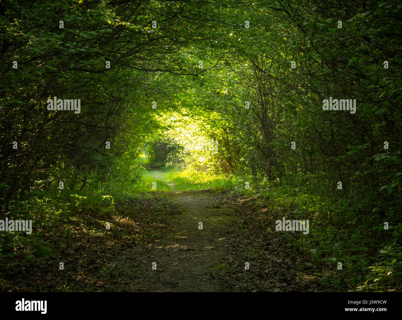 grünen Wald-tunnel Stockfoto
