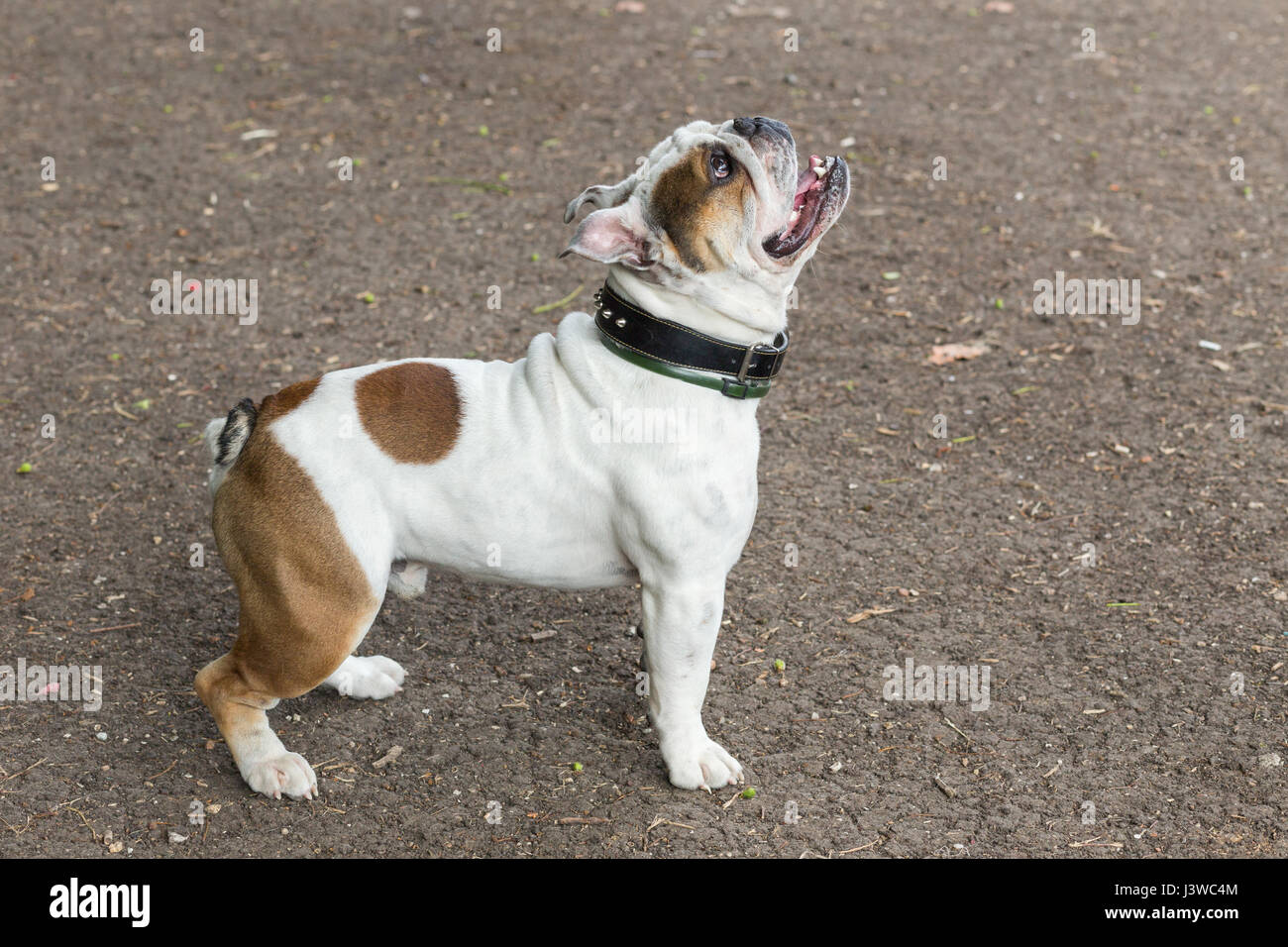 Englische Bulldogge Stockfoto