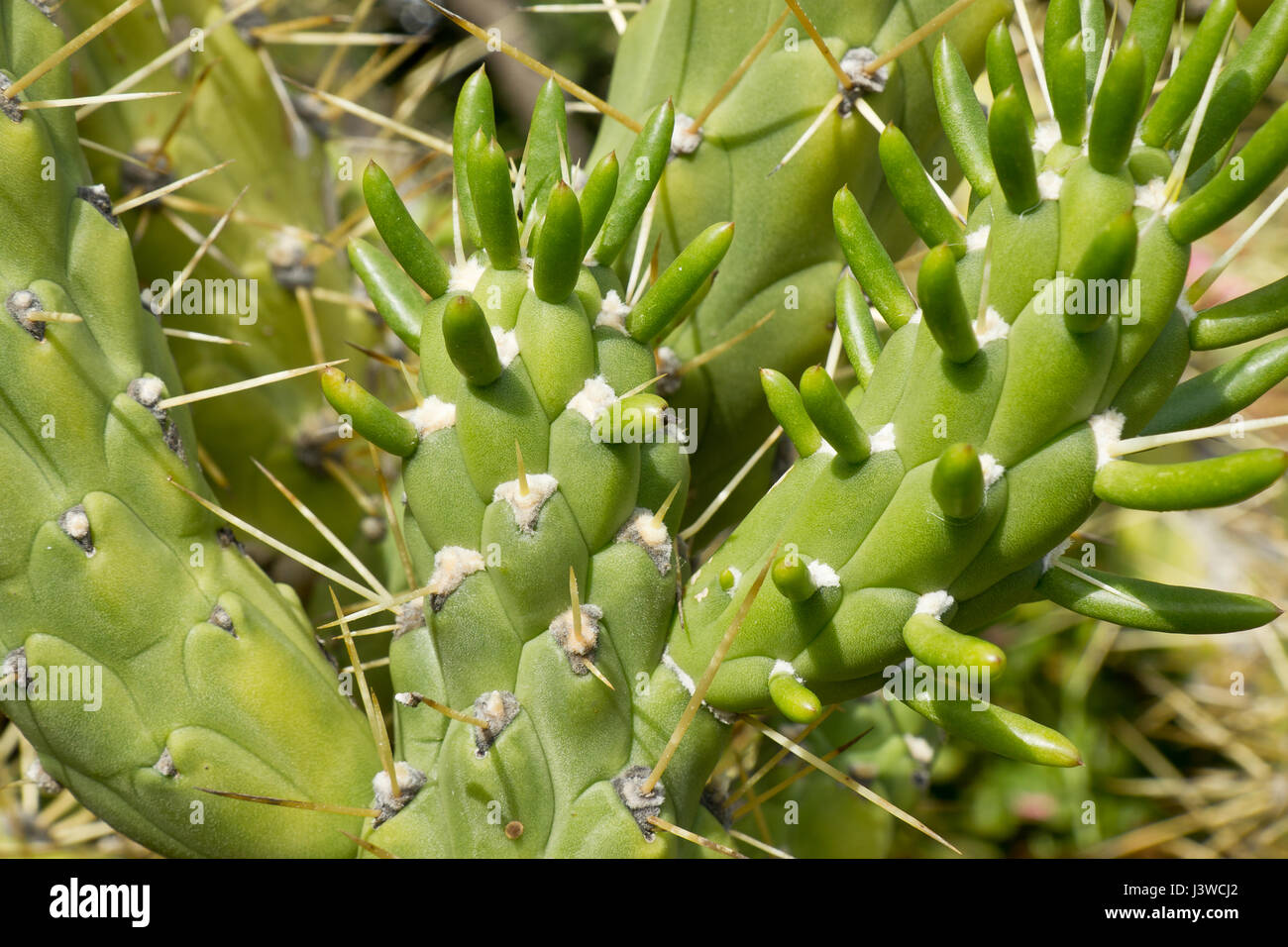 Kaktus-Nahaufnahme Stockfoto