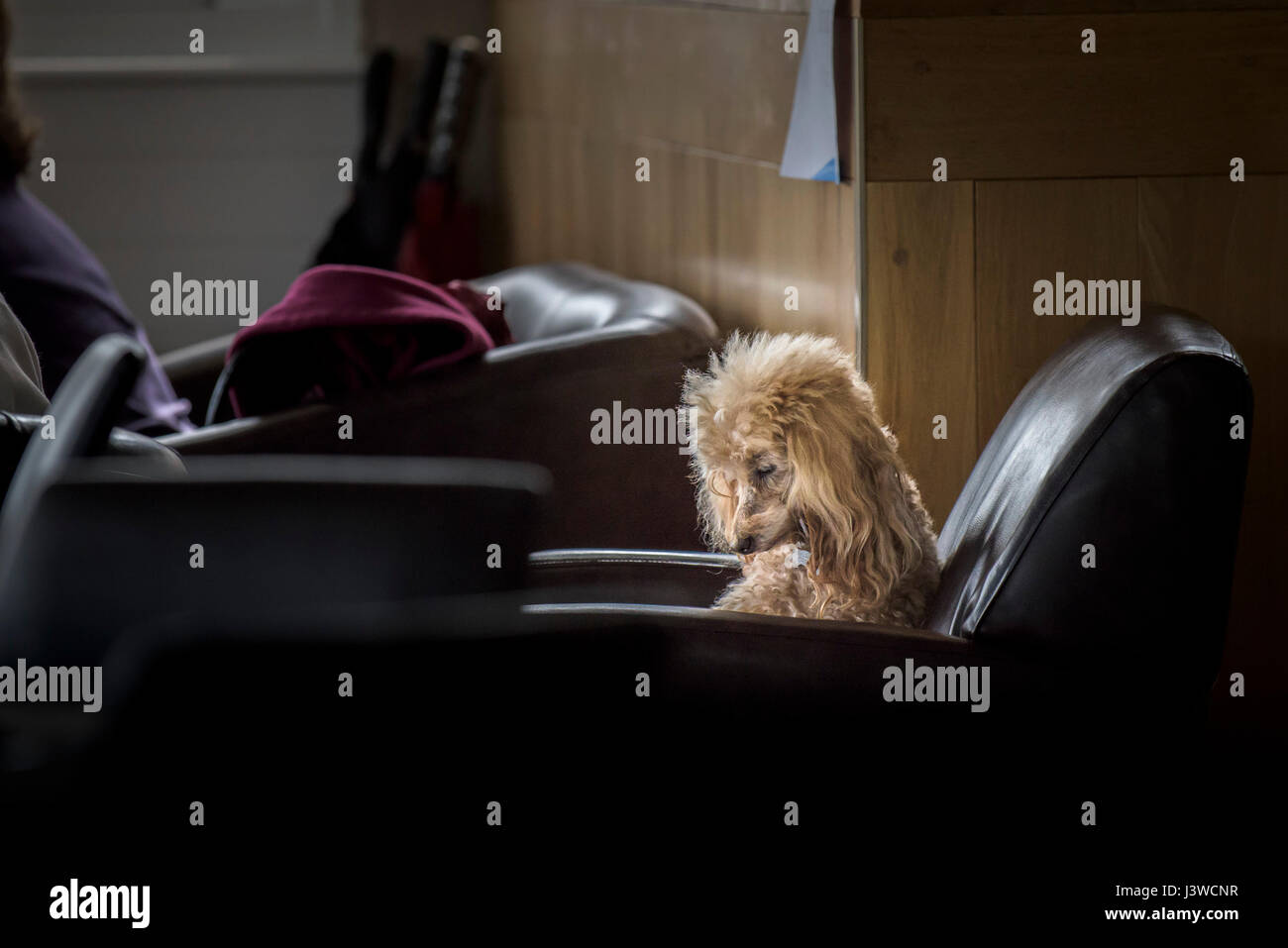 Ein Hund auf einem Stuhl in einem Café Pet niedlichen Pudel Sleepy Tier einschlafen Stockfoto