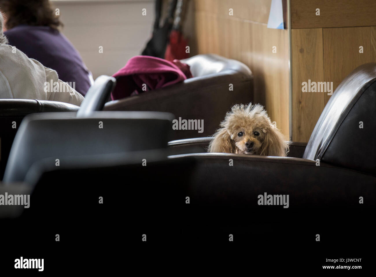Ein Hund macht direkten Blickkontakt;  Sitzend auf einem Stuhl in einem Café; Beobachten; in dem Bewußtsein; Wachsam; Haustiere erlaubt; Cute; Pudel; Tier Stockfoto