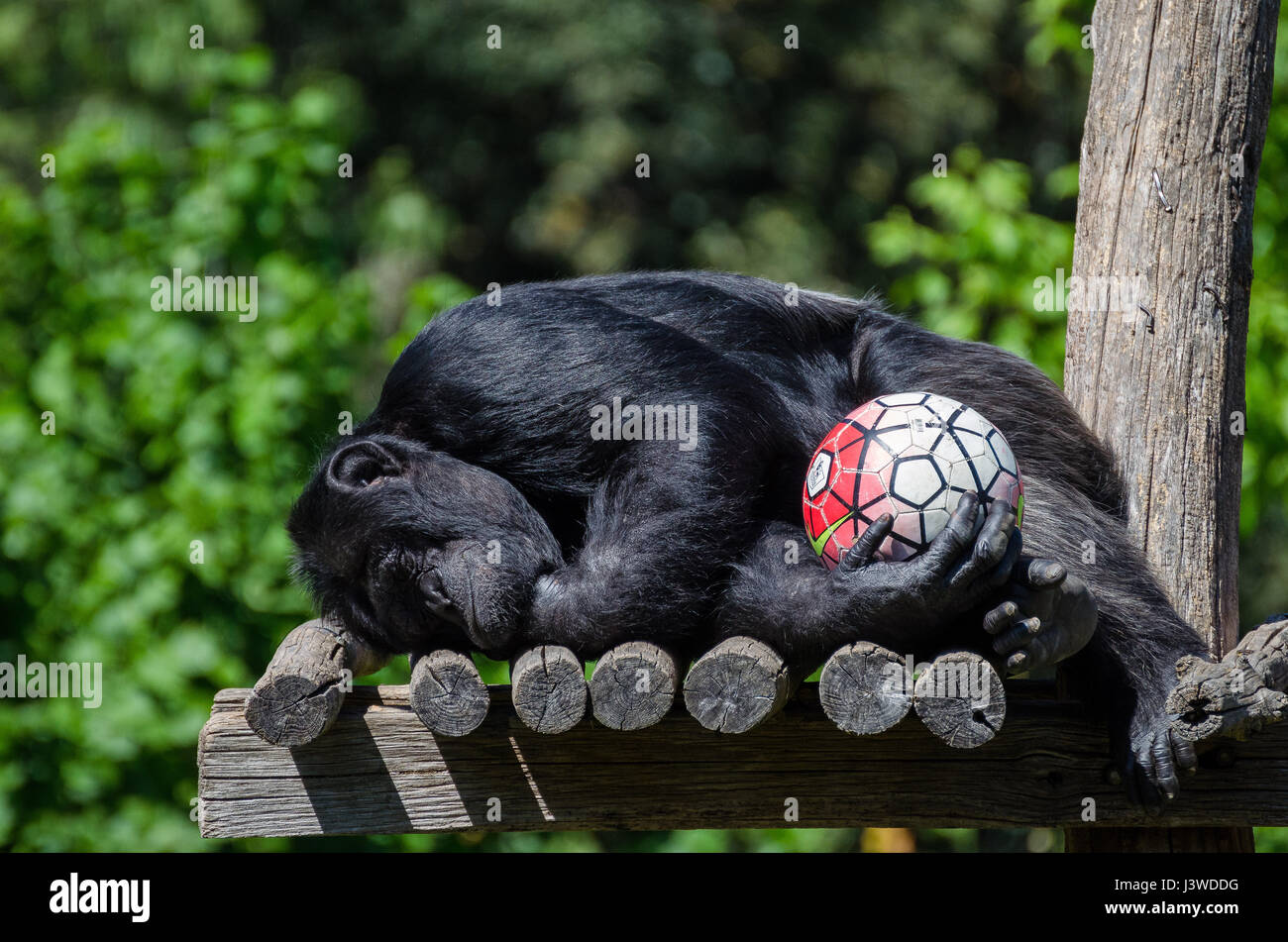 Rom-Zoo, Bioparco, Italien Stockfoto