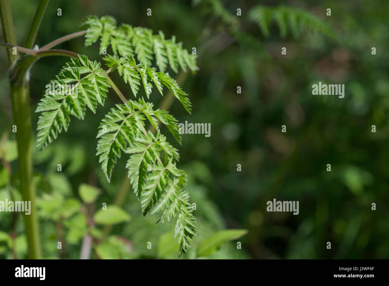 Kuh Petersilie/Anthriscus sylvestris - manchmal "Wilder Kerbel (US) und Keck (UK). Allgemein Mitglied des Umbellifer Familie von Pflanzen gefunden. Stockfoto