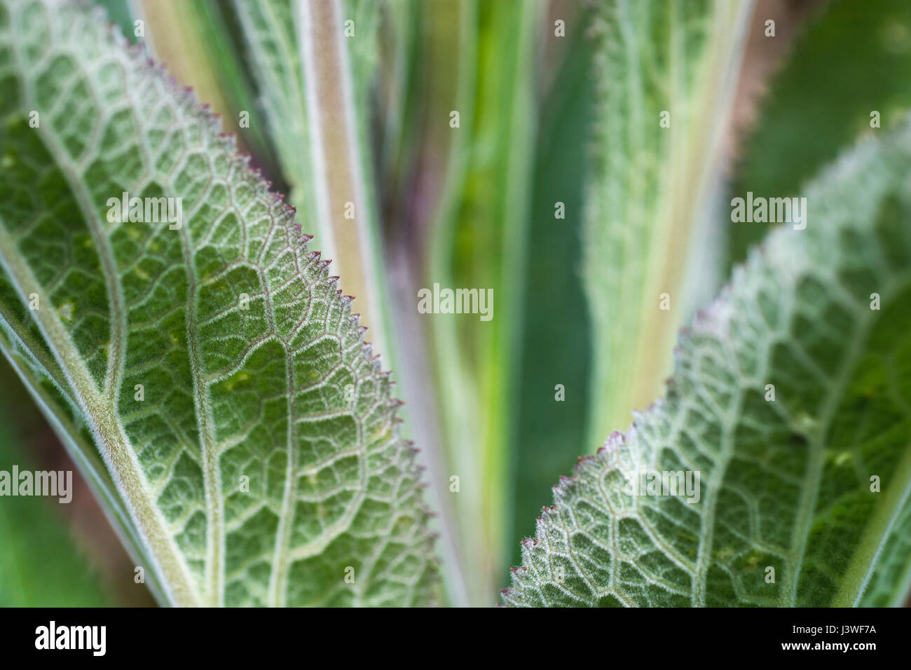 Makroaufnahme des frühen Blütenstammblattes Wachstum von Purple Foxglove / Digitalis purea. Nahaufnahme Makroaufnahme mit Fuchshandschuh, abstraktes grünes Blatt. Stockfoto