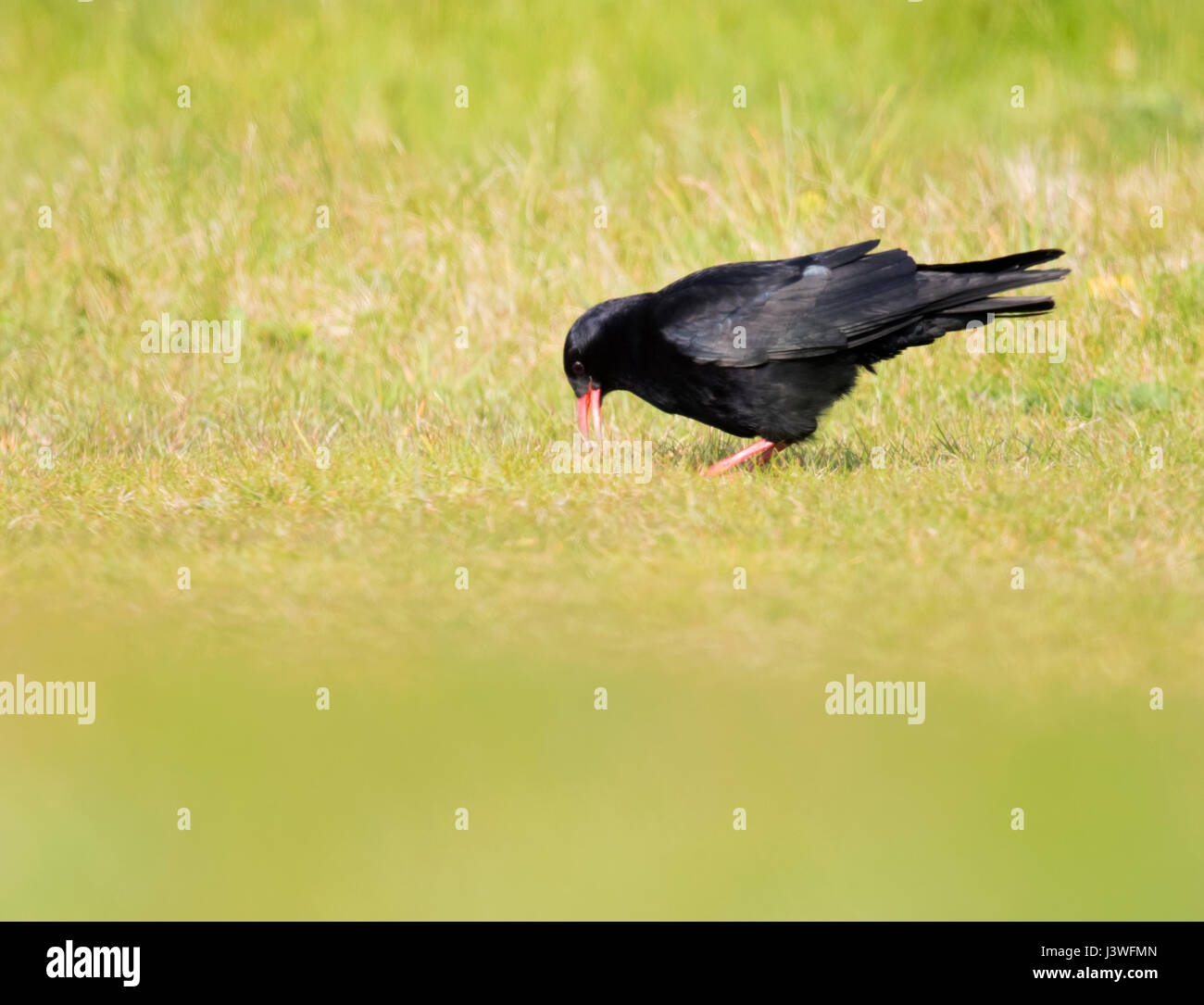 Eine Alpenkrähe (Pyrrhocorax Pyrrhocorax) sucht am Boden nach Insekten & Larven, Pembrokeshire Stockfoto