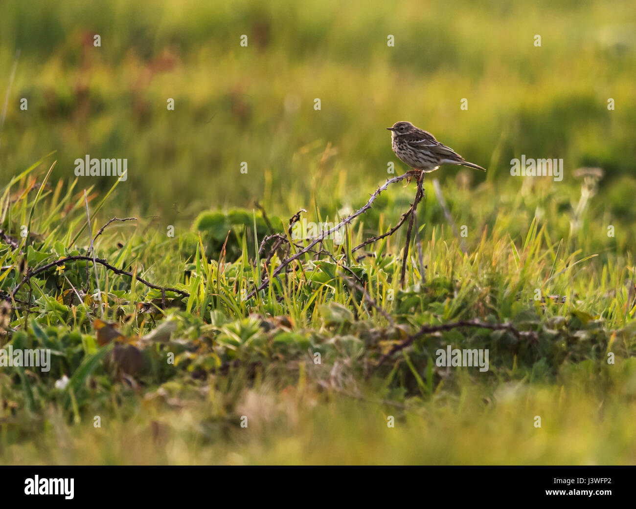 Wiese Pieper (Anthus Pratensis) sitzt auf einem Pflanzenstängel in der Abend-Sonne, Pembrokeshire Stockfoto